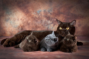 Momma and the Kitties, Cat, pussy, kitty, Kitten HD wallpaper