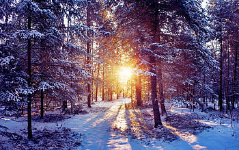 Nature, Trees, Sun, Snow, Shine, Light, Forest, Thicket HD wallpaper
