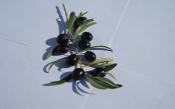 Olive branch with olives, Full resolution, Visual splendor HD wallpaper