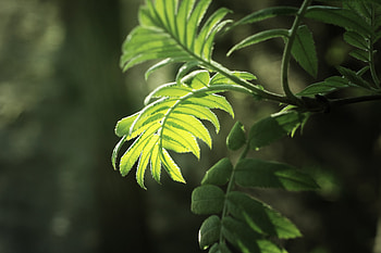 Leaves, Macro, Shine, Light, Bright, Branch HD wallpaper