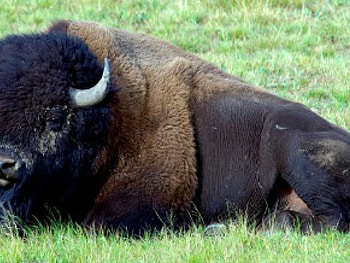 ani bull, animal, forest HD wallpaper