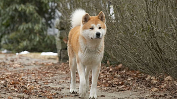 Akita , Captivating beauty, Elegance personified, Striking pose HD wallpaper