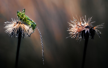 Insects, Drops, Grasshoppers HD wallpaper