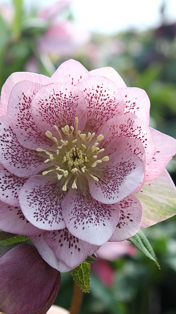 Beautiful Flowers, Flower HD phone wallpaper