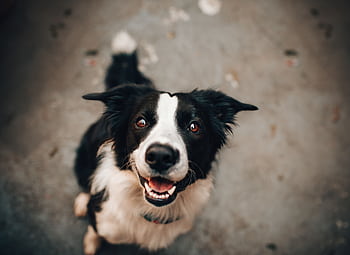 A cheerful Border Collie gazing upwards, capturing a joyful moment of canine charm. HD wallpaper