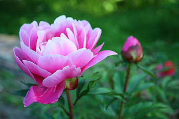 Flowers, Flower, Petals, Bud, Greens, Garden, Peony, Pion HD wallpaper