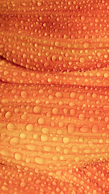 Drops, Macro, Petals, Wet HD phone wallpaper