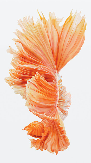 6s Fish Red HD phone wallpaper