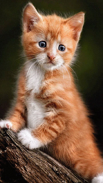 Cute Kitten, cute, kitten, Animal, cat, cute cat HD phone wallpaper