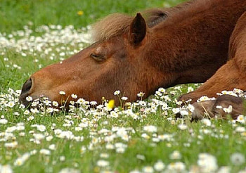 Siesta Time, horse, brown, field, flowers, sleeping, daisies HD wallpaper