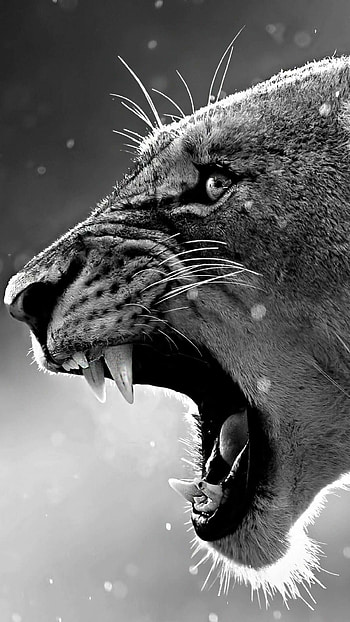 Lion , Majestic creature, Striking visuals, Powerful aura HD phone wallpaper