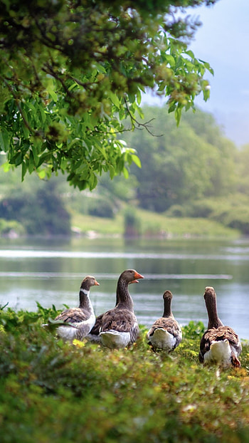 Wild geese, Farm Animals HD phone wallpaper