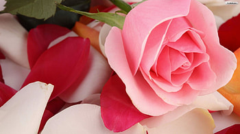 A very Pretty Pink Rose laying Down, Lovey, Pink, Pretty, Rose HD wallpaper