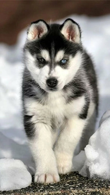 Husky Dog, Dog HD phone wallpaper