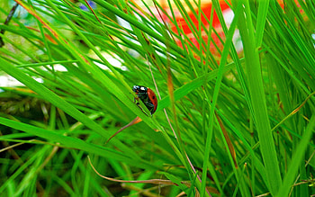 Grass, Macro, Insect, Hide, Ladybug, Ladybird, Conspiracy HD wallpaper