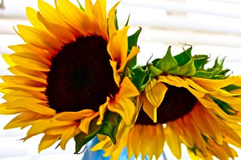 Happy YELLOW, sunny, wonderful, fresh, positive, sunflowers, light, brilliant, love, yellow, nature, flowers, forever, energy HD wallpaper