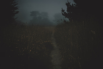 Nature, Twilight, Dark, Fog, Path, Dusk HD wallpaper