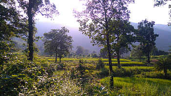 Th Rampur,Kalahandi,Odisha.Dibya, Natur, forest, Hill, tree HD wallpaper