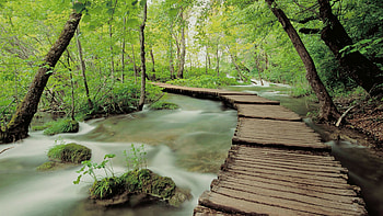 Wooden footpath, Rainforests HD wallpaper