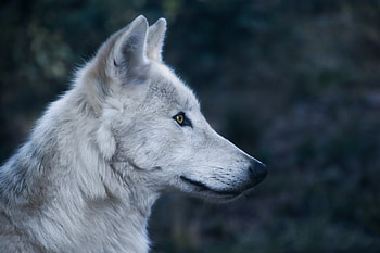 Wolf, predator, wild animal, muzzle HD wallpaper