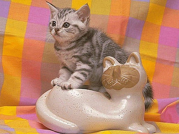 2 Kitties, kitten, statue of kitten HD wallpaper