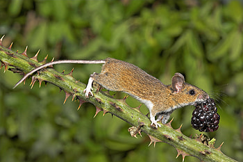 Mouse, Animal HD wallpaper
