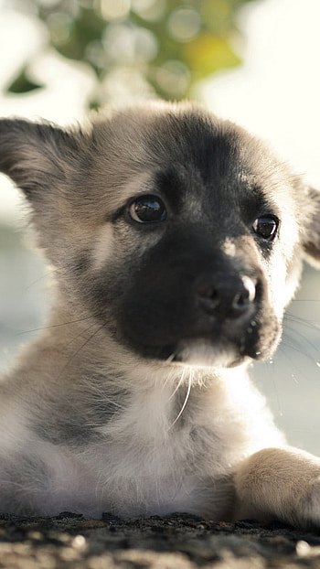 German Shepherd Dog, Cute, Puppy HD phone wallpaper
