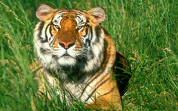 mumaah, jangal ka raja, tiger HD wallpaper