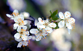 Flowers, Macro, Bloom, Flowering, Branch HD wallpaper