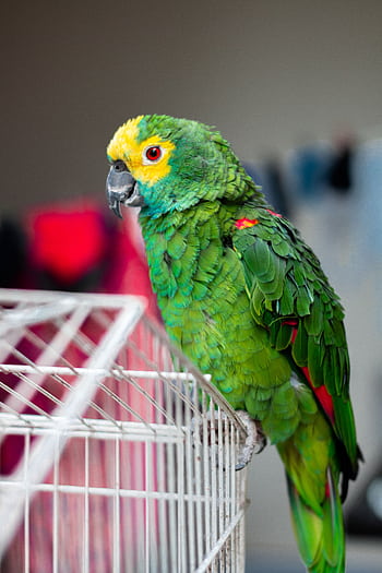 Colorful parrot with vivid feathers perched indoors on a white cage. HD phone wallpaper