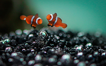 Various clownfish, collection, Stunning marine beauty, Underwater wonder HD wallpaper