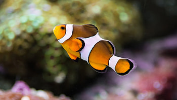 Clownfish, 1440p HD wallpaper