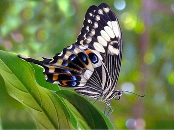 Butterfly, animal, monarch, leaves HD wallpaper