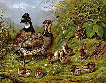 Quails, Babies, Brown, Birds HD wallpaper