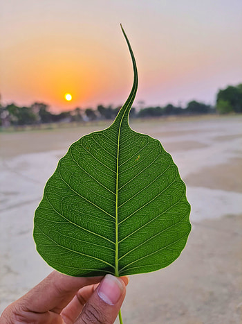 Sunset, leaf HD phone wallpaper
