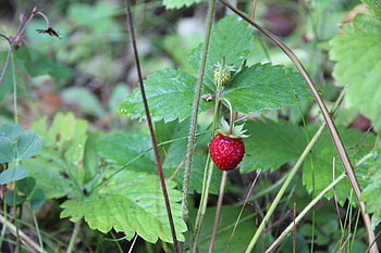 Food, Strawberry, Leaves, Wild Strawberries, Wild Berry, Forest Berry HD wallpaper