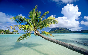 Nature, Water, Trees, Sky, Beach, Palms, Rest, Relaxation HD wallpaper