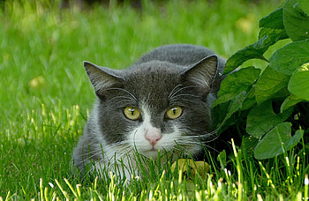 Curious, animal, cat, grass, outdoor HD wallpaper