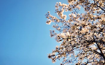 Flowers, Sakura, Sky, , Flower, Blossom HD wallpaper