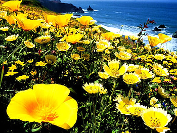 For My Dear Friend Fran, bllooms, nature, flowers, yellow HD wallpaper
