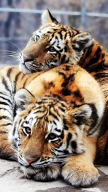 Tiger Cub, Animals, Couple, Rocks HD phone wallpaper