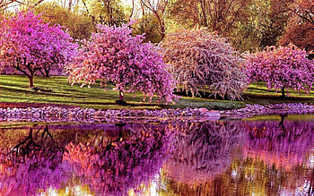 Spring, Nature, Trees, Sakura, Reflection, Pond HD wallpaper