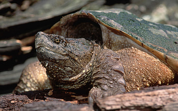 Animals, Head, Carapace, Shell, Climb, Turtle HD wallpaper
