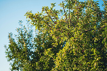 Apple Tree, Stock , Picjumbo HD wallpaper