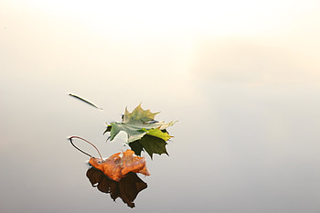 Green and orange leaf, Floating on water, , Nature and landscape HD wallpaper
