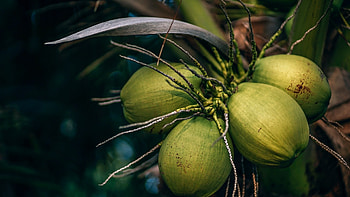 Coconut, Royal taste, Unique flavor, Exquisite delight HD wallpaper