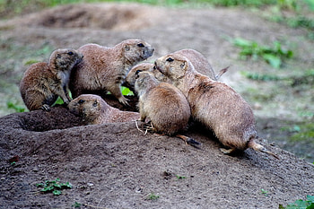 Interesting Prairie Dog Facts, Lesser known trivia HD wallpaper