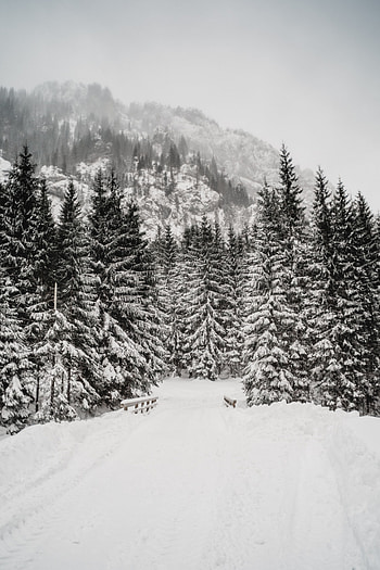 Winter, Nature, Trees, Snow, Mountain, Snowstorm HD phone wallpaper