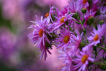 Flowers, pink flowers, blossom, blur, spring HD wallpaper