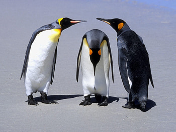 Animals, Pinguins, Shadow, Three, Communication HD wallpaper